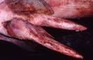 Claspers of a Bull Shark - Australian Museum