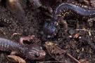 wildherps.com - Arboreal Salamander (Aneides lugubris)