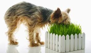 Why Dogs Eat Grass