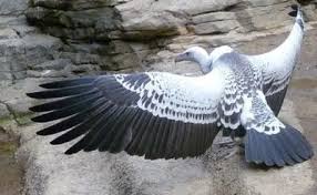 Ruppell's Griffon Vulture.