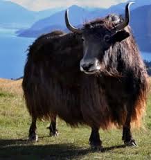 This is a yak. google.com