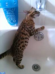 Bildergebnis für ‫سگ واقی وکربه واقی‬‎