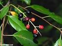 Black Cherry (Prunus serotina)