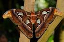 Atlas Moth by Bonnie T Barry RedBubble