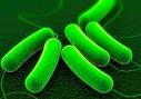 Strains of E. coli <b>bacteria</b>
