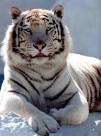 Siberian Tigers