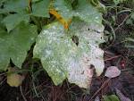 File:Powdery mildew.JPG - Wikipedia, the free encyclopedia