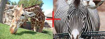 Okapi, Hewan Unik Hasil Persilangan Jerapah Dengan Zebra
