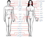 ملف:Human body features ar.jpg - ويكيبيديا، الموسوعة الحرة