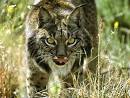 iberian lynx | Tumblr