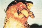 Manual on meat inspection for developing countries
