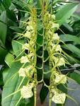 File:Brassia gireoudiana.jpg - Wikipedia, the free encyclopedia