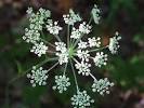 DONG QUAI-Angelica sinensis | Herbs For Life