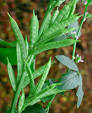 Guar - Wikipedia, the free encyclopedia