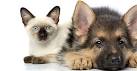 Article by James Kado. Healthy Pets, the pet insurance specialist, ... - pets1