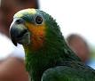 Orange-winged Amazon - Wikipedia, the free encyclopedia