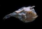 Biosphere as Place: Ocean Life Zones