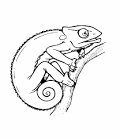 Chameleon coloring page