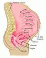 <b>Pregnancy</b>—Uterine levels.