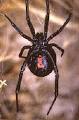 Black Widow Spiders and Black Widow Spider Pictures