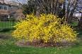If you have a <b>Forsythia</b> bush