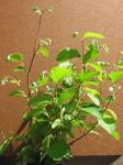 <b>Corylus</b> cornuta