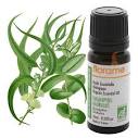 globulus eucalyptus organic essential oil from florame ...
