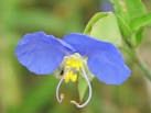 <b>commelina</b>.flw1.jpg (43136
