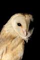 Barn Owl - Wikipedia, the free encyclopedia