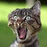 http://t1.gstatic.com/images?q=tbn:ANd9GcSVevK5VX66Jc6-Jo3MKN4miqhTGzFVl5yilBzhml8WAYSkbSTDwA