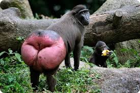 images?q=tbn:ANd9GcSVh9gJe8bZuwTSvA0I_kBn2fy01F5a_dnMKi4GvYEAwG0QDQZe