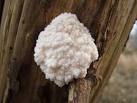 This fruiting body was growing - via Daymix
