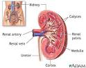 Kidney anatomy: MedlinePlus Medical Encyclopedia Image