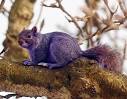 A purple squirrel is rarely