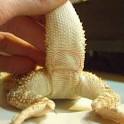 Bearded Dragon . org - Sexing Your Bearded Dragon