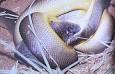 Pythons join the rat race › Nature Features (ABC Science)
