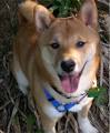 Shiba Inu - Teddy
