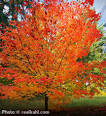 Tree Details—The Tree Guide at arborday.