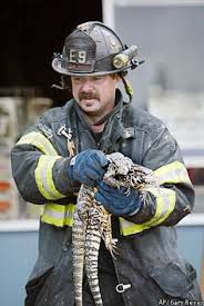 San Jose firefighter Darryl Weeden pulls out two live lizards that survived a fire Monday, Feb. 17, 2003, at The Reptile Ranch in San Jose, Calif. - 628x471
