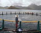 The Pros and Cons of Fish Farming - Advocacy For Animals