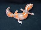 Our Breeders - African Fat-Tailed Geckos