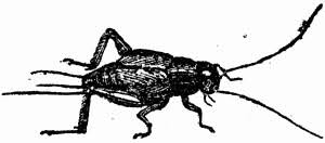 Cricket