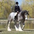 Gypsy Horse, Gypsy Vanner Horses of Feathered Gold Stables
