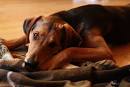 Rare Breed of the Month: The Schiller Hound (Shillerstövare ...