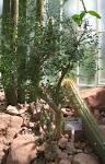 File:Burseraceae - <b>Bursera</b>