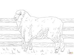 Image result for sheep coloring page