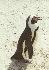 Lieblingsfotos von Barbara Rosenfeld - pinguin