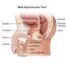 Impotence / Erectile Dysfunction | Steward Health Care System