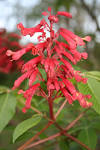 File:Aesculus pavia L. (Dwarf Red Buckeye) <b>Hippocastanaceae</b>