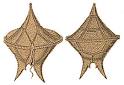 Introduction to the Dinoflagellata